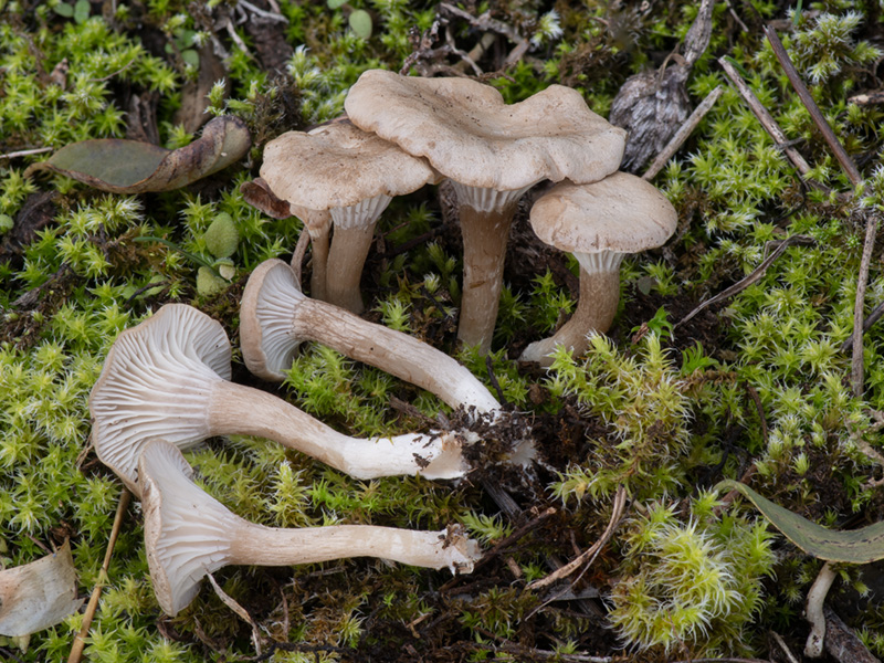 Clitocybe collina Clitocybe collina